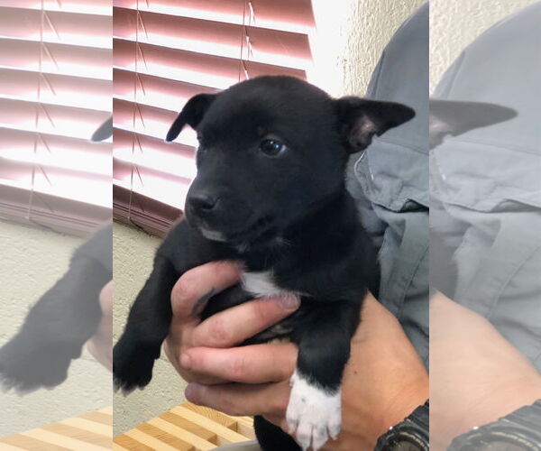 Medium Photo #3 Labrador Retriever Puppy For Sale in Amarillo, TX, USA