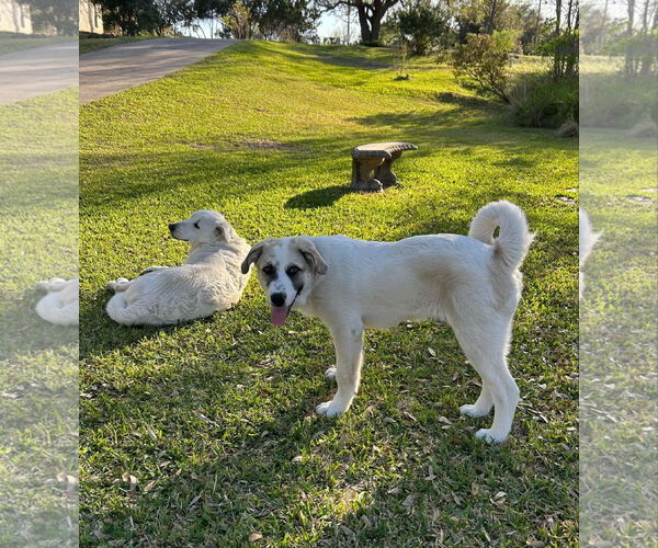 Medium Photo #9 Anatolian Shepherd-Great Pyrenees Mix Puppy For Sale in Bend, OR, USA