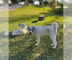 Small #8 Anatolian Shepherd-Great Pyrenees Mix