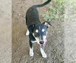 Small German Shepherd Dog