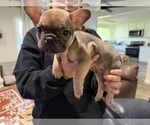 Small #5 French Bulldog
