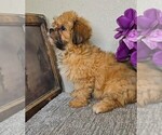Small #1 Cavapoo
