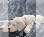 Small Photo #10 Dogo Argentino Puppy For Sale in SAN ANTONIO, TX, USA