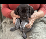 Small Photo #3 German Shorthaired Pointer-German Wirehaired Pointer Mix Puppy For Sale in DEFUNIAK SPRINGS, FL, USA