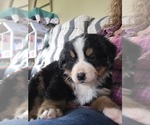 Small #8 Bernese Mountain Dog