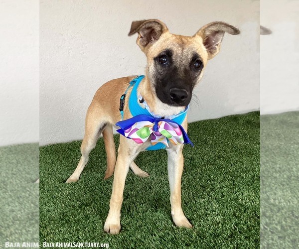 Medium Photo #2 Black Mouth Cur-Unknown Mix Puppy For Sale in San Diego, CA, USA