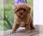 Small #3 Cavapoo (Miniature)