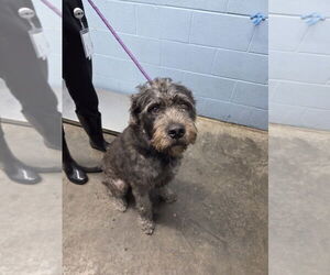 Labrador Retriever-Unknown Mix Dogs for adoption in Evansville, IN, USA