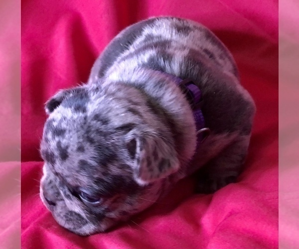 Medium Photo #7 French Bulldog Puppy For Sale in BUCKS BAR, CA, USA