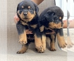 Small Photo #1 Rottweiler Puppy For Sale in FREEPORT, NY, USA
