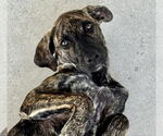 Small #3 Holland Shepherd-Plott Hound Mix