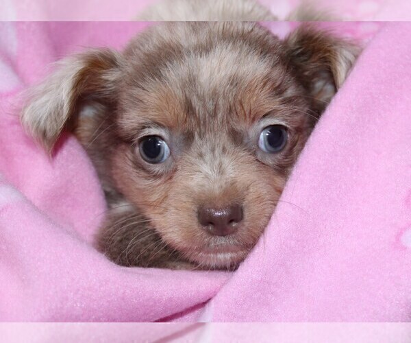 Medium Photo #48 Chihuahua Puppy For Sale in CHARLESTON, AR, USA