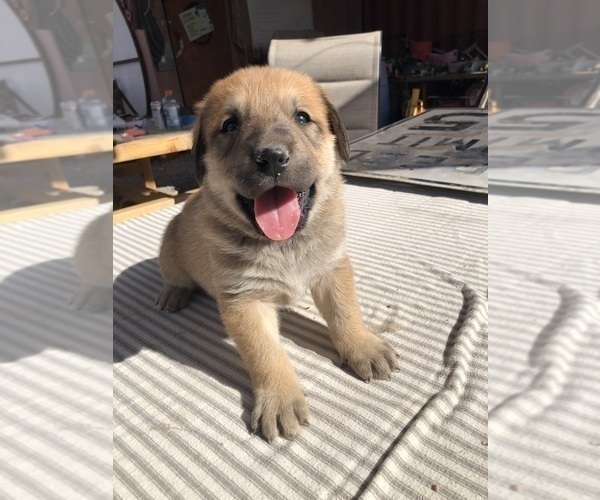 Medium Photo #6 Great Pyredane Puppy For Sale in KINGMAN, AZ, USA