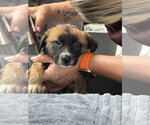 Small #12 Labrador Retriever Mix