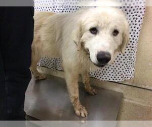 Great Pyrenees Dogs for adoption in Riverside, CA, USA