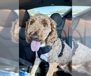 Mother of the Goldendoodle puppies born on 10/15/2025