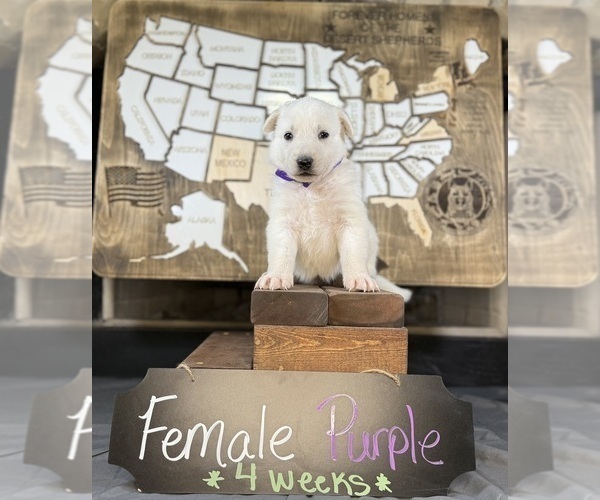 Medium Photo #4 German Shepherd Dog Puppy For Sale in GARDEN CITY, TX, USA