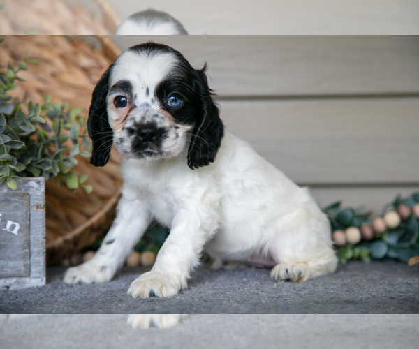 Medium Photo #2 Cocker Spaniel Puppy For Sale in SEAMAN, OH, USA