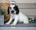 Small #1 Cocker Spaniel