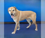 Small #1 Labrador Retriever Mix