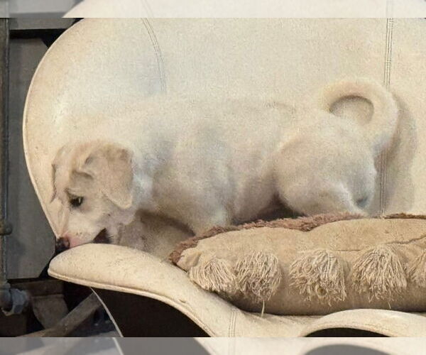 Medium Photo #4 Great Pyrenees-Unknown Mix Puppy For Sale in Dallas, TX, USA