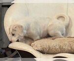 Small #3 Great Pyrenees Mix