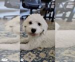 Small Photo #1 Cavapoo (Miniature) Puppy For Sale in SPRING HILL, TN, USA