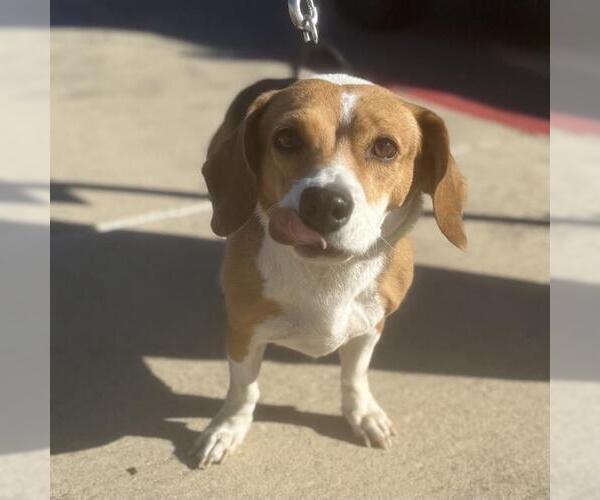 Medium Photo #2 Beagle-Unknown Mix Puppy For Sale in San Antonio, TX, USA