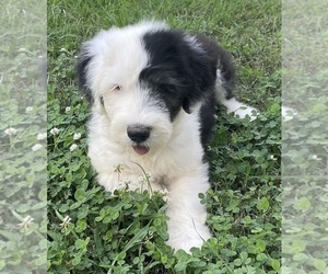 Old English Sheepdog Puppy for sale in WAKE FOREST, NC, USA