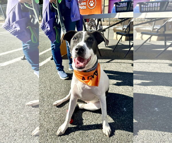 Medium Photo #7 Pointer-Unknown Mix Puppy For Sale in Westwood, NJ, USA