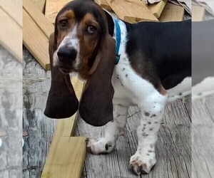 Father of the Basset Hound puppies born on 09/14/2019