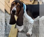Small Photo #1 Basset Hound Puppy For Sale in SODDY DAISY, TN, USA