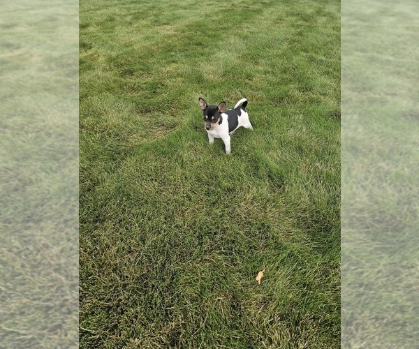 Medium Photo #11 Rat Terrier Puppy For Sale in ELLENSBURG, WA, USA