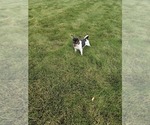 Small #2 Rat Terrier