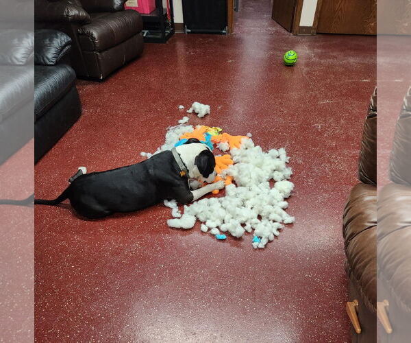 Medium Photo #45 Mutt Puppy For Sale in Fargo, ND, USA