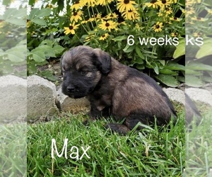 Miniature Labradoodle Puppy for sale in CLARE, MI, USA