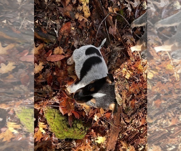 Medium Photo #4 Australian Cattle Dog Puppy For Sale in OREGON HOUSE, CA, USA