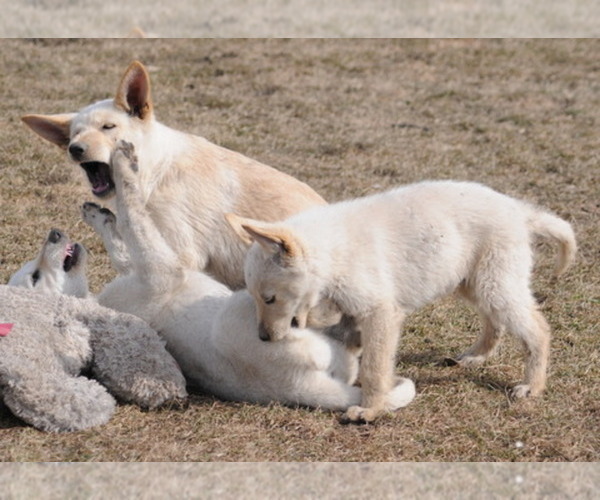 Medium Photo #12 German Shepherd Dog Puppy For Sale in NEW PRAGUE, MN, USA