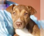 RUBY - Female American Staffordshire Terrier-Unknown Mix Dog for Adoption - Small photo