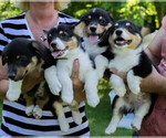 Small Photo #17 Pembroke Welsh Corgi Puppy For Sale in NEW DOUGLAS, IL, USA