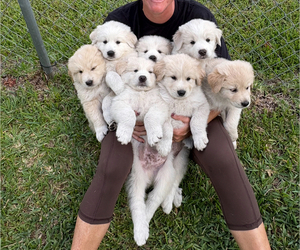 Great Pyrenees Puppy for Sale in ORMOND BEACH, Florida USA