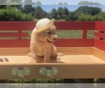 Small Photo #18 Golden Retriever Puppy For Sale in AUSTIN, KY, USA