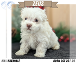 Puppy Zeus Havanese