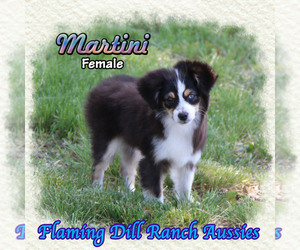 Miniature Australian Shepherd Puppy for sale in FORESTBURG, TX, USA