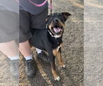 Small #1 Doberman Pinscher-German Shepherd Dog Mix