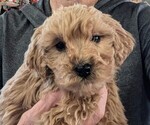 Puppy BOW Goldendoodle-Poodle (Standard) Mix