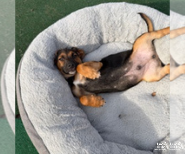 Medium Photo #8 Mutt Puppy For Sale in Washington, DC, USA