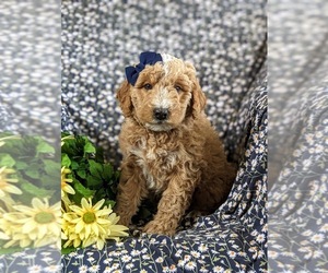Medium Aussiedoodle Miniature 
