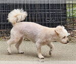 Small #3 Poodle (Toy) Mix