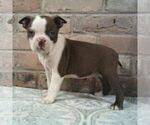 Small #2 Boston Terrier